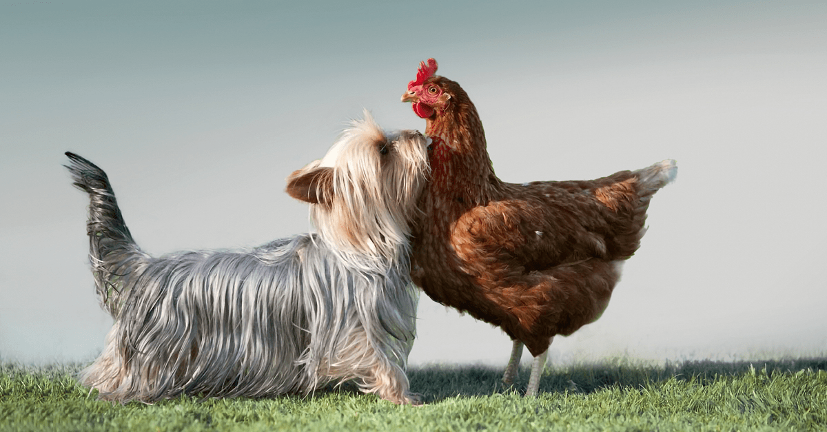 IQI_dried_chicken_FP82