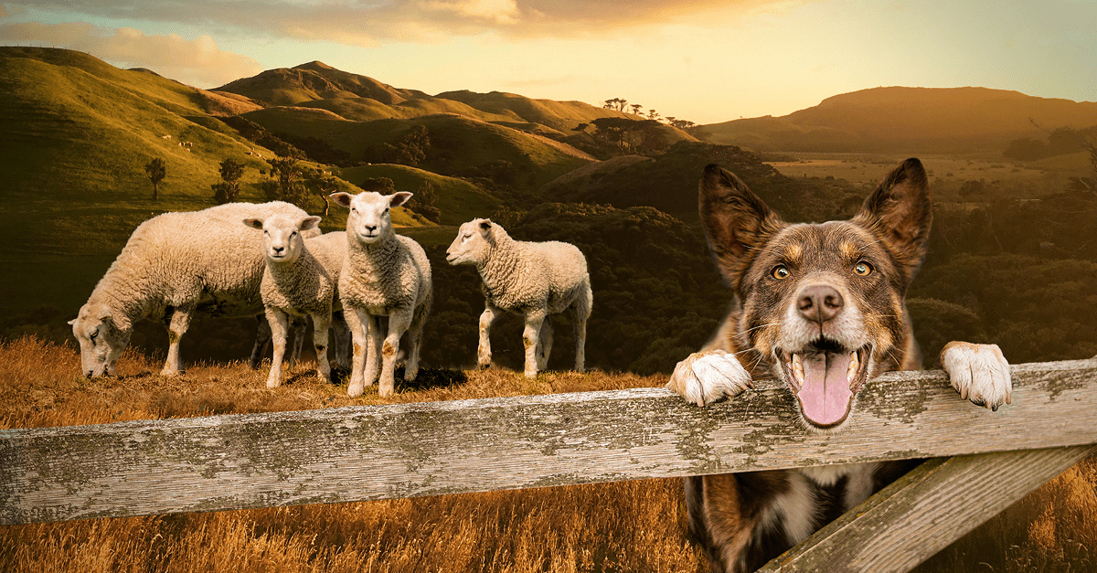 IQI-lamb-meal-free-range