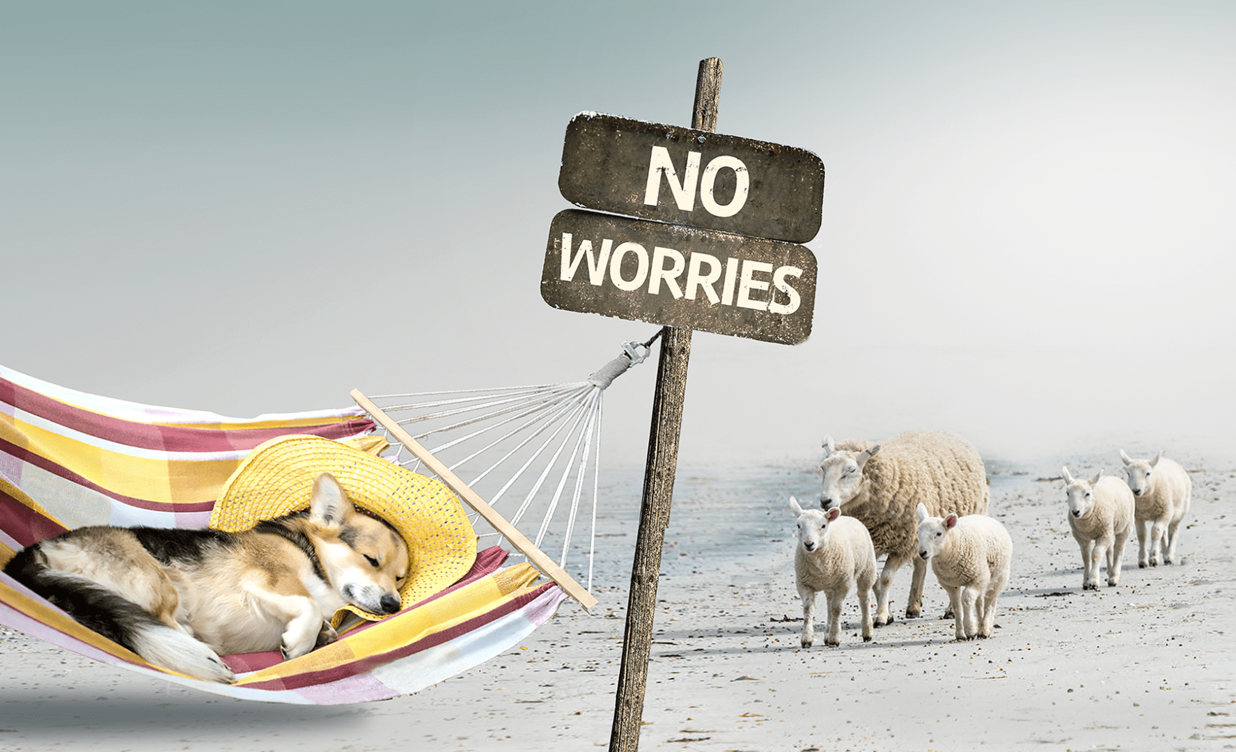 IQI_lamb meal_added services_no worries