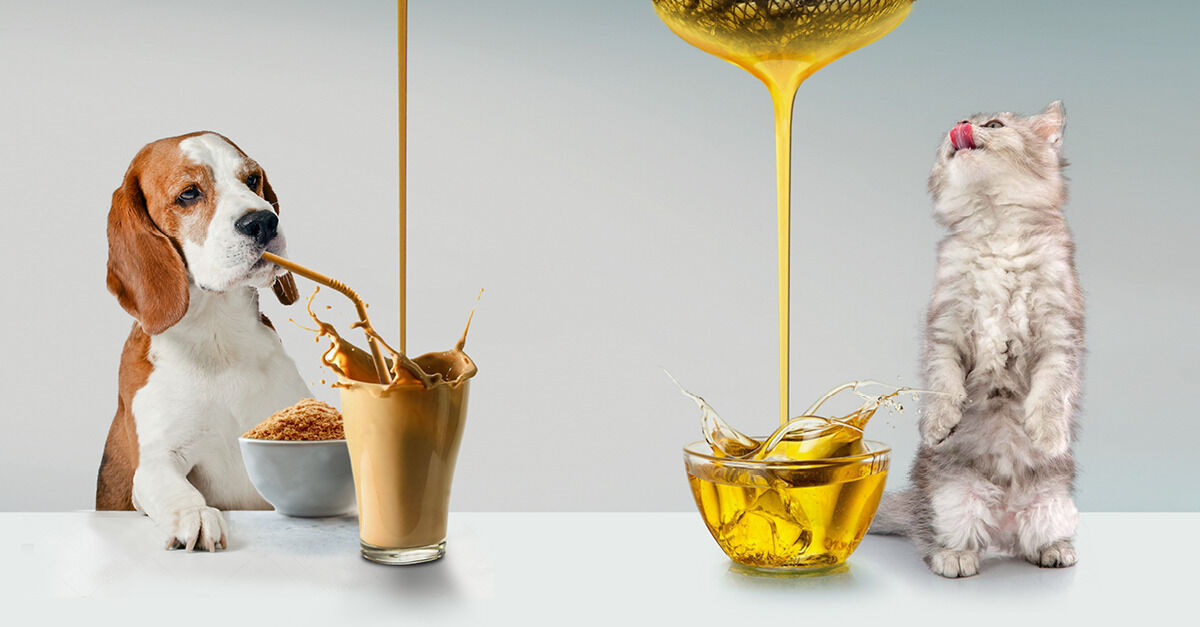 Fish oil and algae DHA