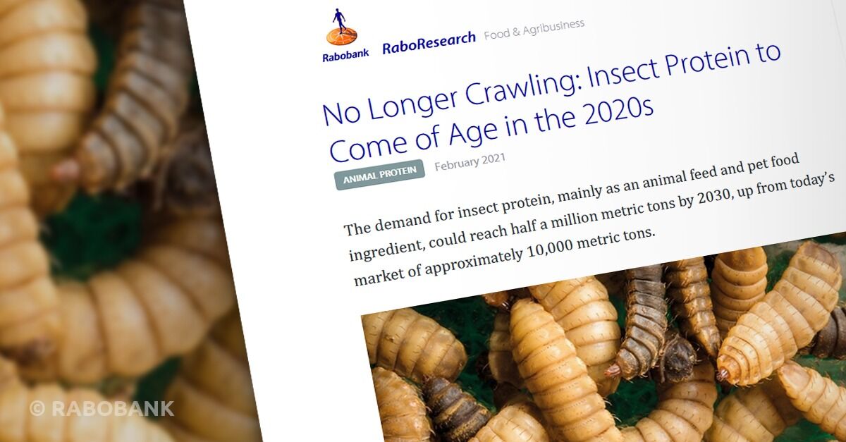 IQI contributes to Rabobank report on the rising demand for insect protein