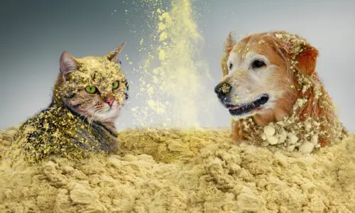 Hydrolyzed Chicken Liver Powder supplier Hydrolyzed Chicken Liver Powder supplier