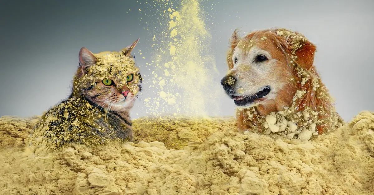 CoQ10 powder manufacturer CoQ10 powder manufacturer