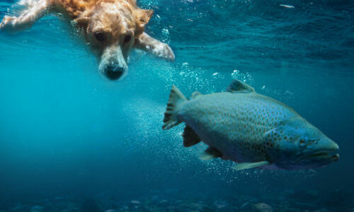 Dog swimming towards salmon