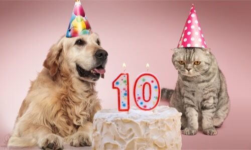 senior pets