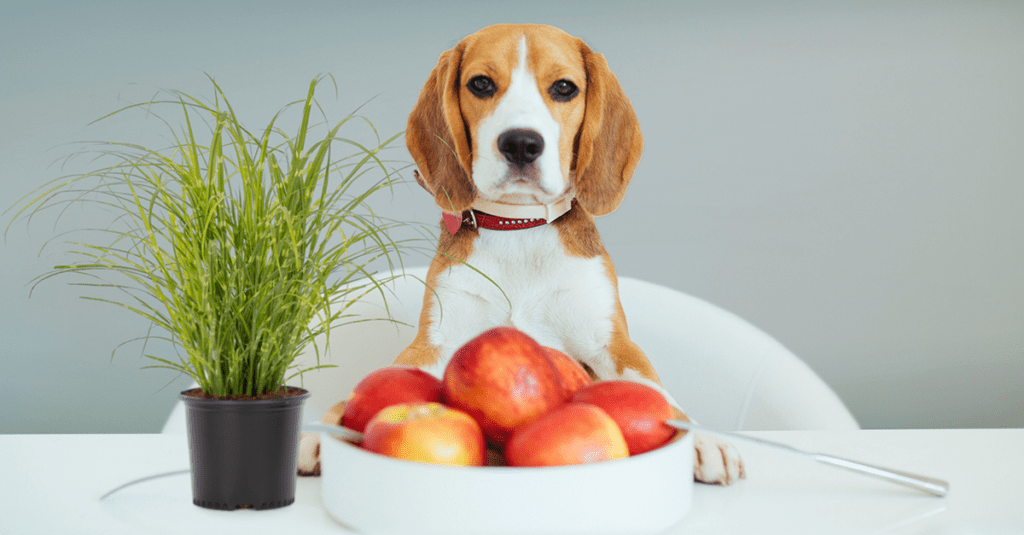 dietary fibers for pet food