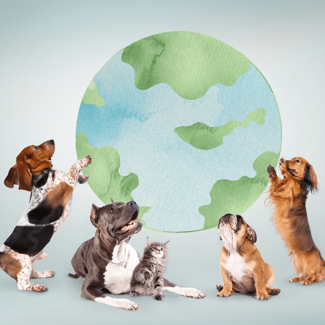 A call to improve sustainability and animal welfare in the pet food