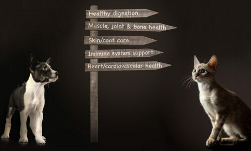 health-well-being-iqi-white-paper