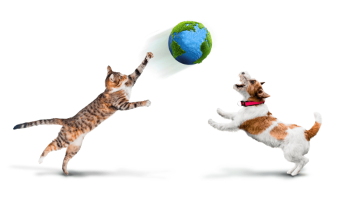 Cat and dog with globe