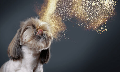 Dog and breadmeal