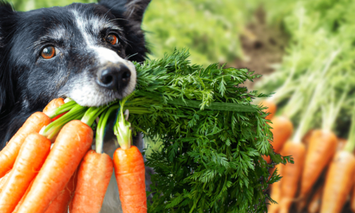Dog with Carrots