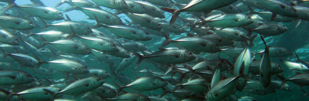 White fish meal | IQI Petfood