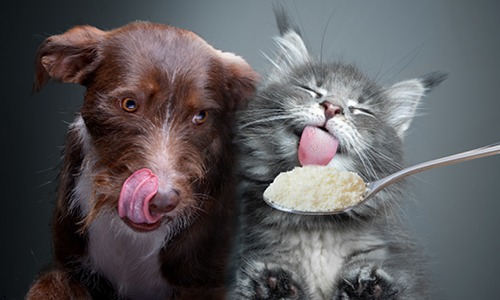 Probiotics Powder manufacturer Probiotics Powder manufacturer