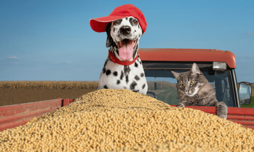 Cat and dog in back of a truck with soy fermented