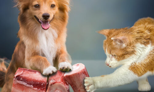 Cat and dog with boneselect beef