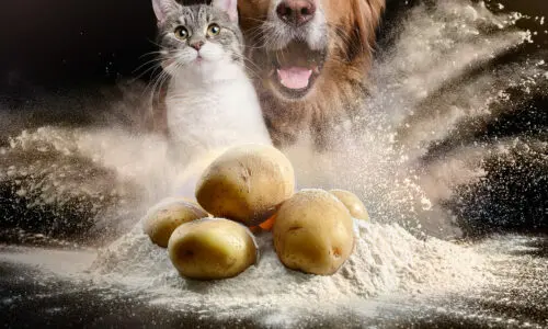 potato protein powder supplier